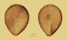 Antrechinus drygalskii