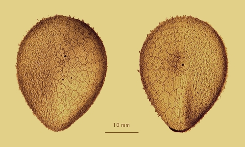 Antrechinus drygalskii Antrechinus drygalskii