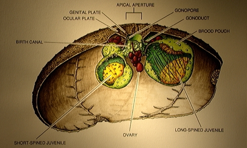 Antrechinus mortenseni