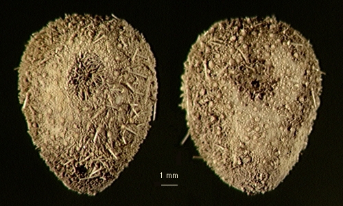 Antrechinus nordenskjoldi Antrechinus nordenskjoldi