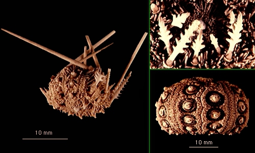 Aporocidaris eltaniana Aporocidaris eltaniana