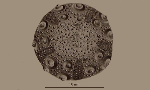 Aporocidaris incerta Aporocidaris incerta