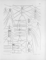 Chromista - Bacillariophyceae (diatoms)