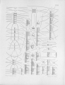 Chromista - Bacillariophyceae (diatoms)