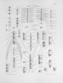 Chromista - Bacillariophyceae (diatoms)