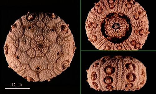 Aporocidaris milleri Aporocidaris milleri