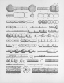 Chromista - Bacillariophyceae (diatoms)