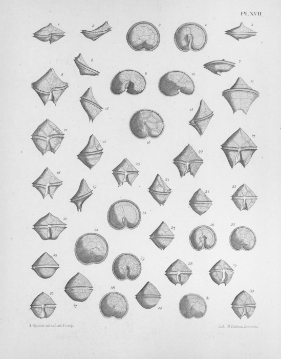 Meunier (1919, pl. 17) Meunier (1919, pl. 17)