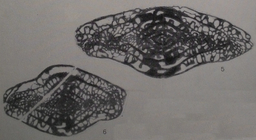 Triticites (Rauserites) aijuvensis Konovalova, 1962