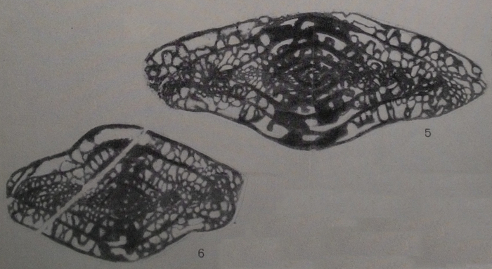 Triticites (Rauserites) aijuvensis Konovalova, 1962 Triticites (Rauserites) aijuvensis Konovalova, 1962
