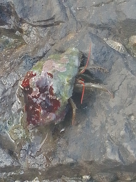 Clibanarius erythropus. Fig.2 Clibanarius erythropus. Fig.2