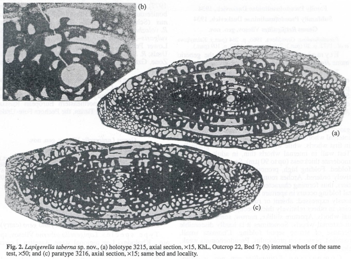 Lapigerella taberna Vilesov, 2002