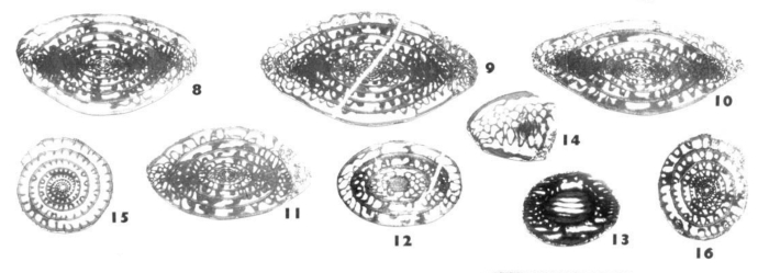 Nagatodarvasiella hidalgoensis Wilde, 2006 Nagatodarvasiella hidalgoensis Wilde, 2006