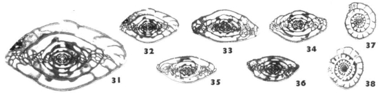 Tumulotriticites tumidus Wilde, 2006