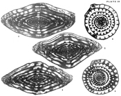 Zellerella hidalgoensis Wilde, 2006