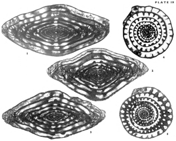 Zellerella hidalgoensis Wilde, 2006