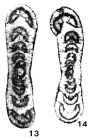 Planospirodiscus bestubensis Marfenkova, 1972