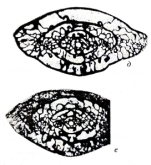 Montiparus daixiniformis Izotova & Vevel, 1998