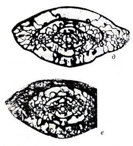 Montiparus daixiniformis Izotova & Vevel, 1998 Montiparus daixiniformis Izotova & Vevel, 1998