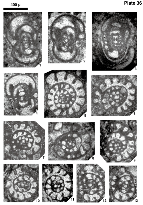 Endothyranopsis (Eosinopsis) solida Hance, Hou & Vachard, 2011