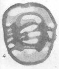 Endothyra crassa var. sphaerica Rauzer-Chernousova & Reitlinger, 1936