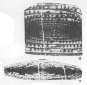 Minojapanella (Neimonggolina) fusiformis Xia, 1983