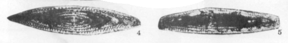 Minojapanella (Neimonggolina) fusiformis Xia, 1983 Minojapanella (Neimonggolina) fusiformis Xia, 1983
