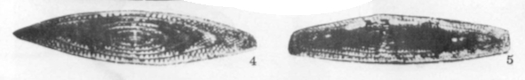 Minojapanella (Neimonggolina) fusiformis Xia, 1983