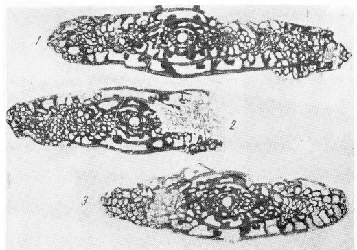 Triticites expressus Anosova in Bensh, 1969 Triticites expressus Anosova in Bensh, 1969
