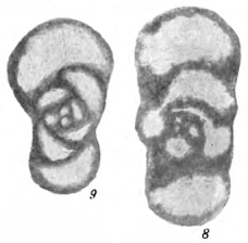 Chernyshinella gelida Durkina, 1959 Chernyshinella gelida Durkina, 1959