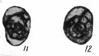 Semistaffella (Praesemistaffella) pseudovariabilis Orlova, 1997