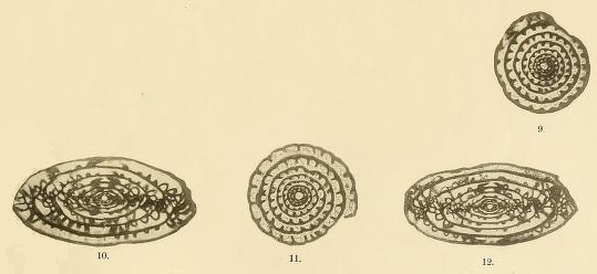 Fusulina contracta Schellwien Ms., 1909 Fusulina contracta Schellwien Ms., 1909