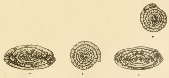 Fusulina contracta Schellwien Ms., 1909