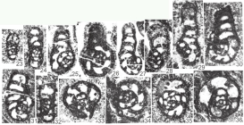 Rectocribranopsis hirosei (Okimura, 1965)