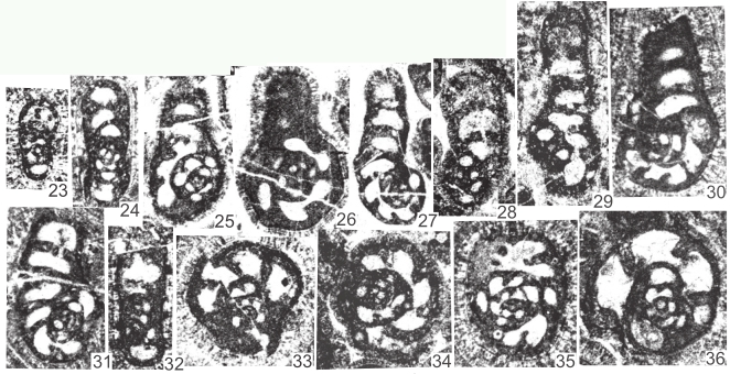 Rectocribranopsis hirosei (Okimura, 1965) Rectocribranopsis hirosei (Okimura, 1965)