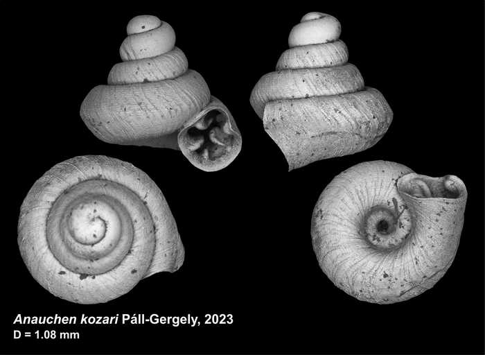 holotype of Anauchen kozari Páll-Gergely, 2023