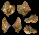 Strombopugnellus digitolabrum Holotype Koch, 1911