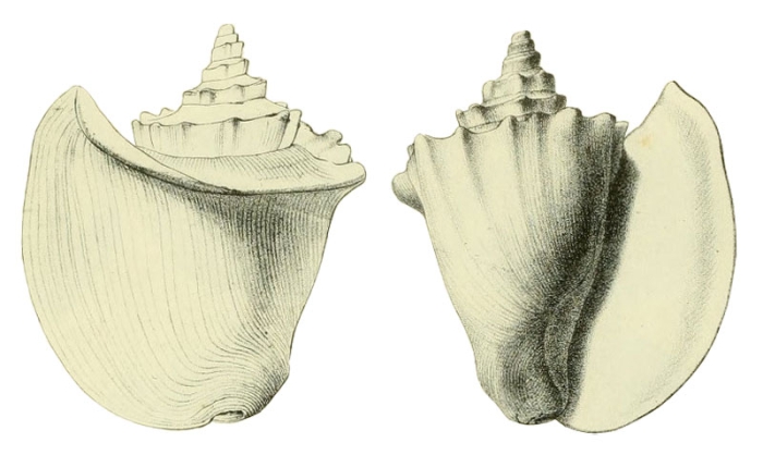 Strombus Fortisii Brongniart, 1823