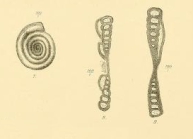 Ammodiscus (Hemidiscus) carnicus Schellwien, 1898