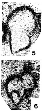 Petchorina schezhimovensis Reitlinger, 1962