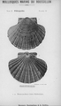 Mollusca (molluscs)