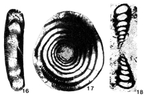 Eolasiodiscus donbassicus Reitlinger, 1956