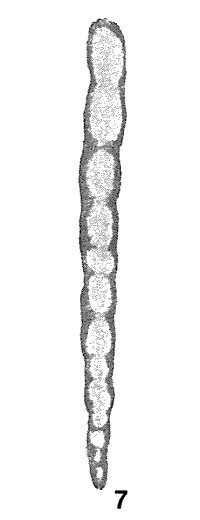 Tikhinella cannula Bykova, 1952 Tikhinella cannula Bykova, 1952