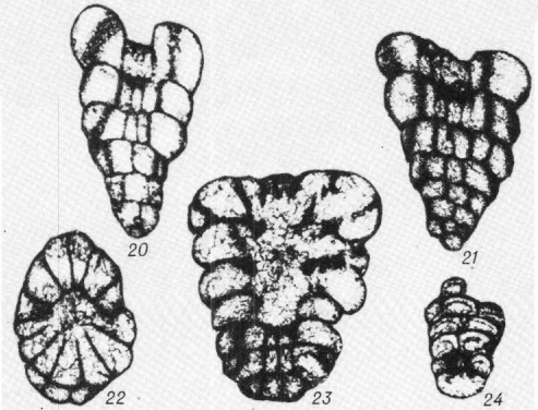 Juferevella tomiensis Zadorozhnyy, 1987