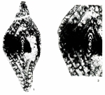 Baudiella stampflii Altiner & Özkan Altiner, 1998