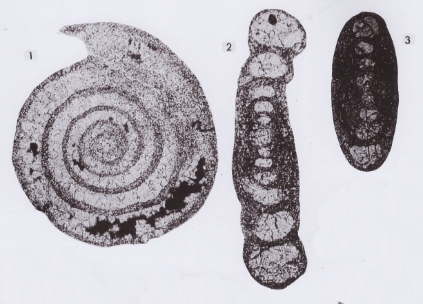 Lapparentidiscus bokanensis Vachard, 1980 Lapparentidiscus bokanensis Vachard, 1980