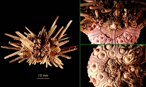 Austrocidaris canaliculata Austrocidaris canaliculata