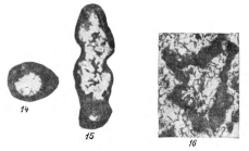 Paracaligelloides abramjanae Reitlinger, 1965