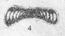 Lasiodiscus tchernovi Mikhailova, 1960 Lasiodiscus tchernovi Mikhailova, 1960