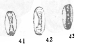Eolasiodiscus nanus Lin, 1985